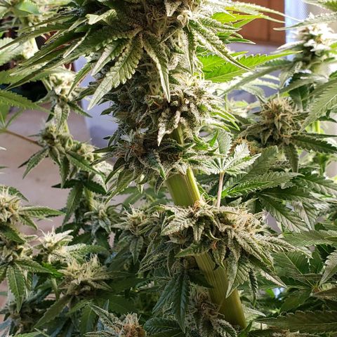 T-Dub (Trainwreck Heirloom) growlog timeline photo