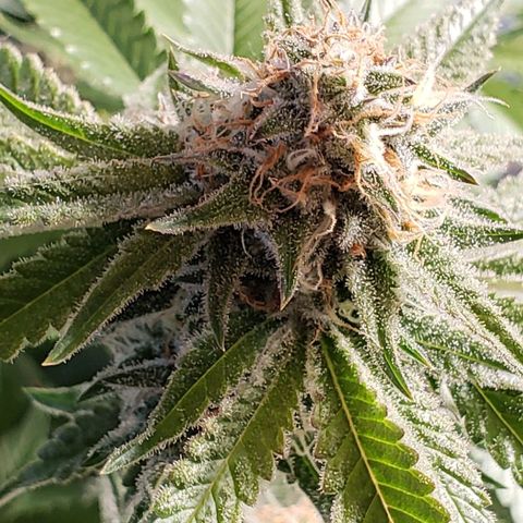 T-Dub (Trainwreck Heirloom) growlog timeline photo