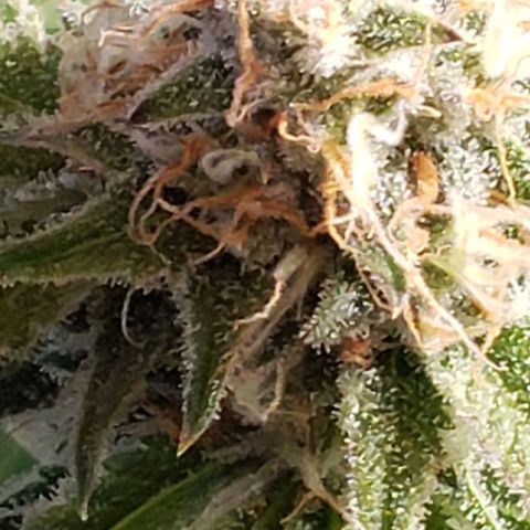 T-Dub (Trainwreck Heirloom) growlog timeline photo