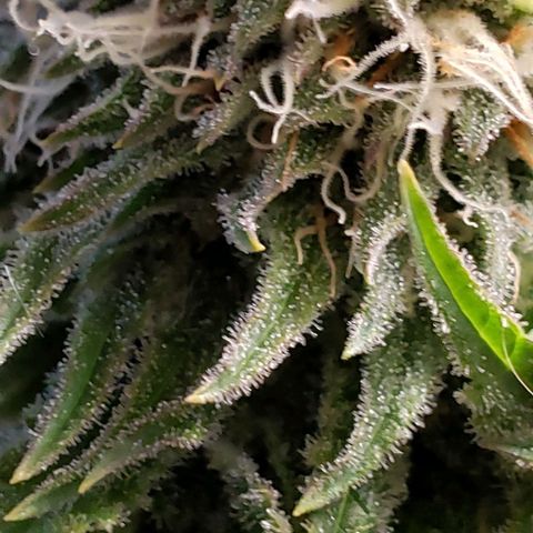 T-Dub (Trainwreck Heirloom) growlog timeline photo