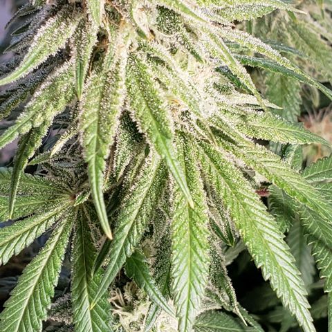 Trainwreck (Arcata cut) growlog timeline photo