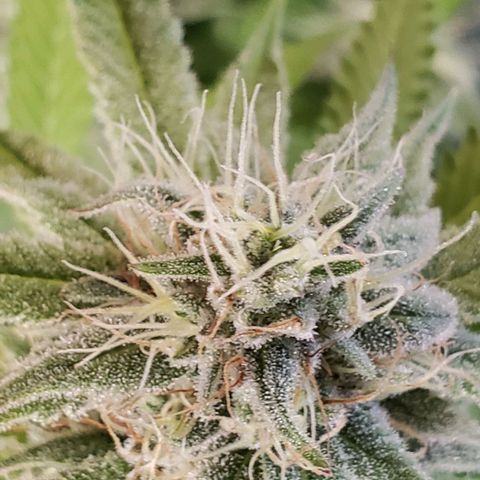 Hot Mess growlog timeline photo