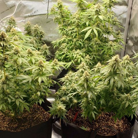 T-Dub (Trainwreck Heirloom) growlog timeline photo