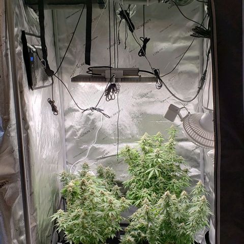 T-Dub (Trainwreck Heirloom) growlog timeline photo