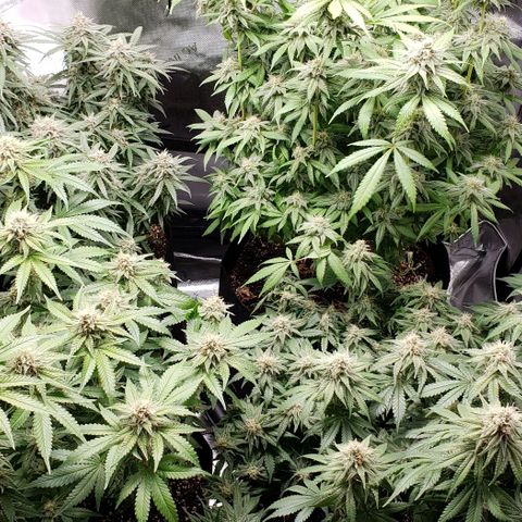 T-Dub (Trainwreck Heirloom) growlog timeline photo