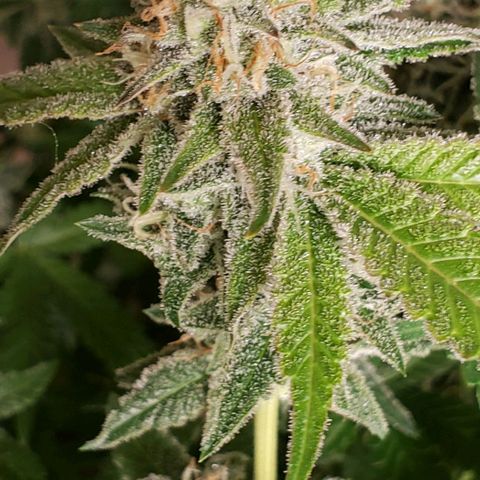 T-Dub (Trainwreck Heirloom) growlog timeline photo