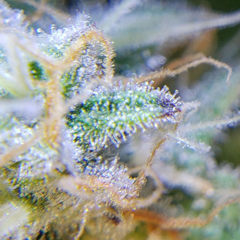 T-Dub (Trainwreck Heirloom) growlog timeline photo