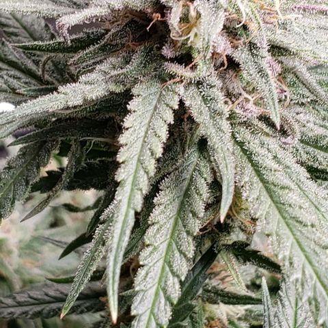 Girl Scout Cookie Extreme growlog timeline photo