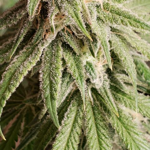 Trainwreck (Arcata cut) growlog timeline photo