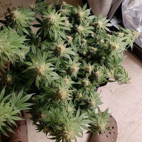 Trainwreck (Arcata cut) growlog timeline photo