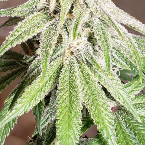 Trainwreck (Arcata cut) growlog timeline photo