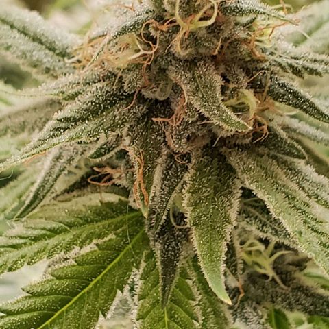 Hot Mess growlog timeline photo