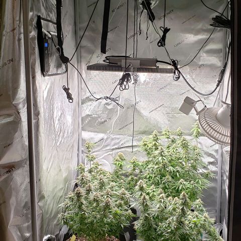 T-Dub (Trainwreck Heirloom) growlog timeline photo