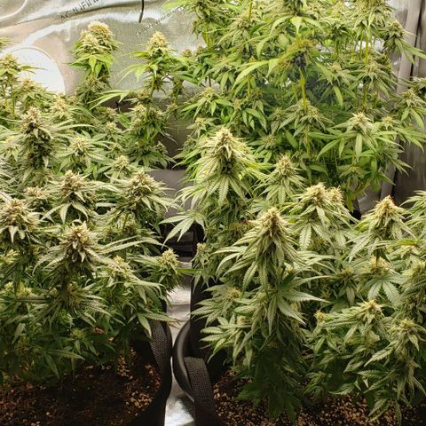 T-Dub (Trainwreck Heirloom) growlog timeline photo
