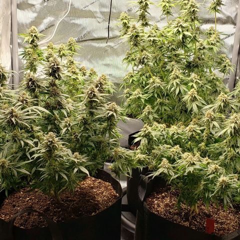 T-Dub (Trainwreck Heirloom) growlog timeline photo