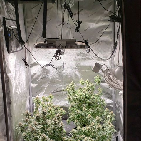 T-Dub (Trainwreck Heirloom) growlog timeline photo