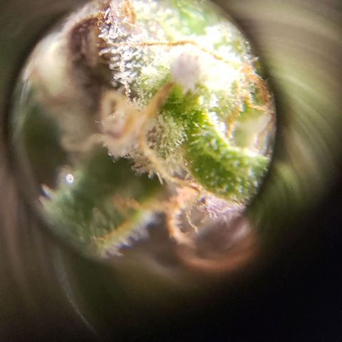 Girl Scout Cookie Extreme growlog photo: Molasses and recharge 