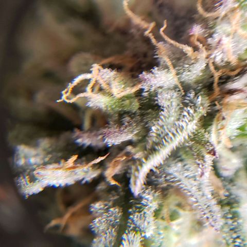 Girl Scout Cookie Extreme growlog photo: Molasses and recharge 