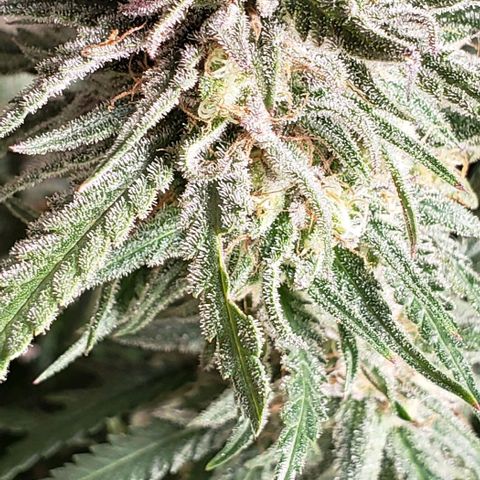 Girl Scout Cookie Extreme growlog photo: Molasses and recharge 