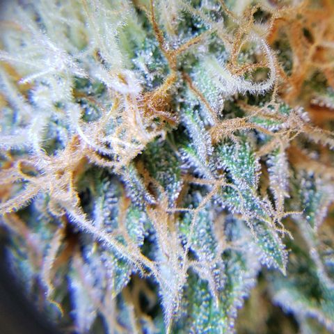 T-Dub (Trainwreck Heirloom) growlog photo: Molasses and recharge 