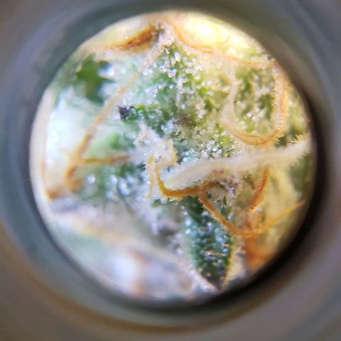 T-Dub (Trainwreck Heirloom) growlog photo: Molasses and recharge 