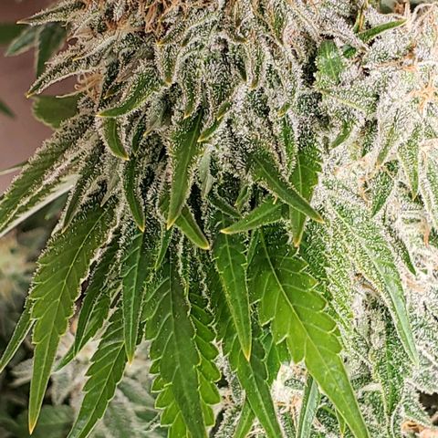 T-Dub (Trainwreck Heirloom) growlog photo: Molasses and recharge 