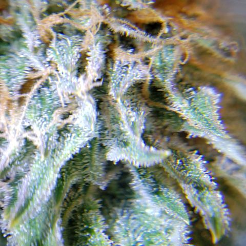 T-Dub (Trainwreck Heirloom) growlog photo: Molasses and recharge 