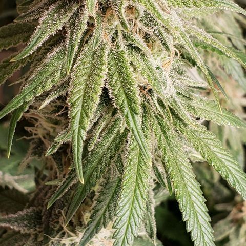Trainwreck (Arcata cut) growlog timeline photo