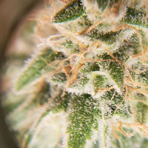 Trainwreck (Arcata cut) growlog timeline photo