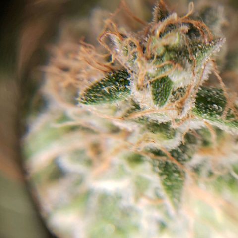 Trainwreck (Arcata cut) growlog timeline photo