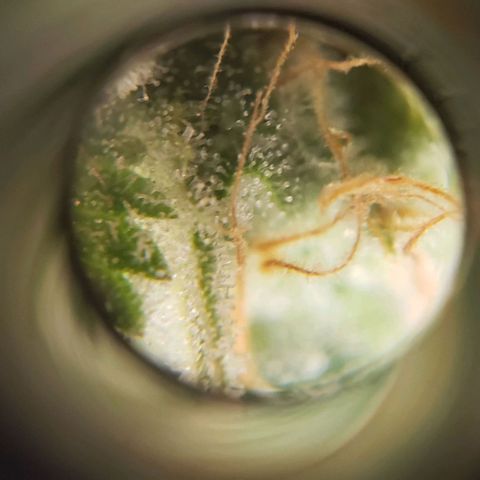 Trainwreck (Arcata cut) growlog timeline photo