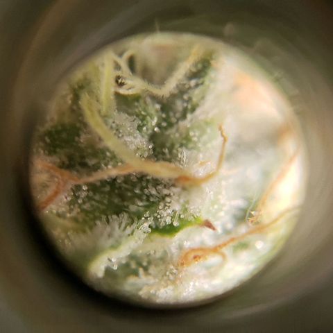Hot Mess growlog timeline photo