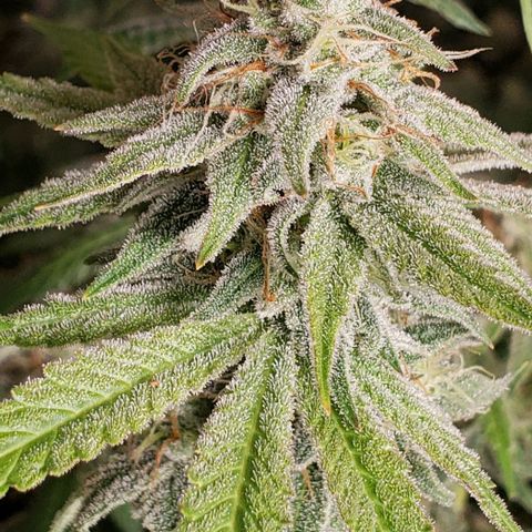 Hot Mess growlog photo: Molasses and recharge 