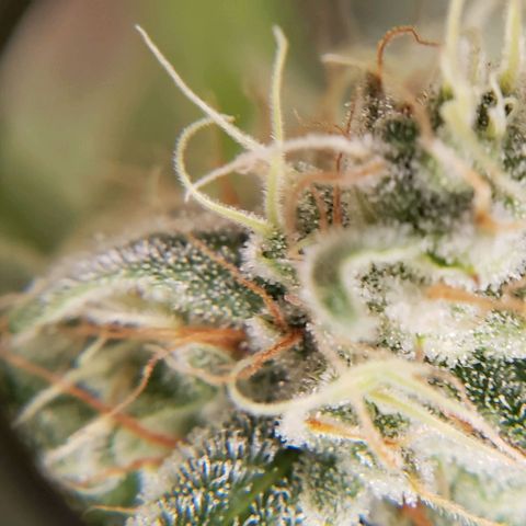 Hot Mess growlog timeline photo