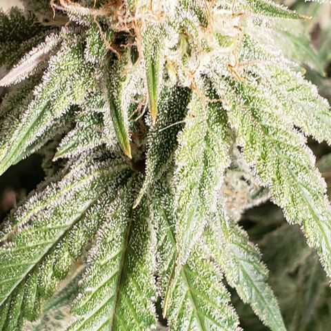 Trainwreck (Arcata cut) growlog timeline photo
