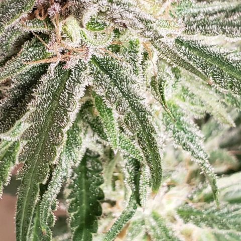 Girl Scout Cookie Extreme growlog timeline photo