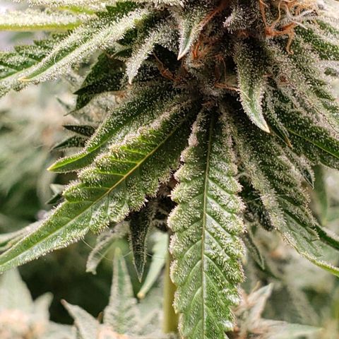T-Dub (Trainwreck Heirloom) growlog timeline photo