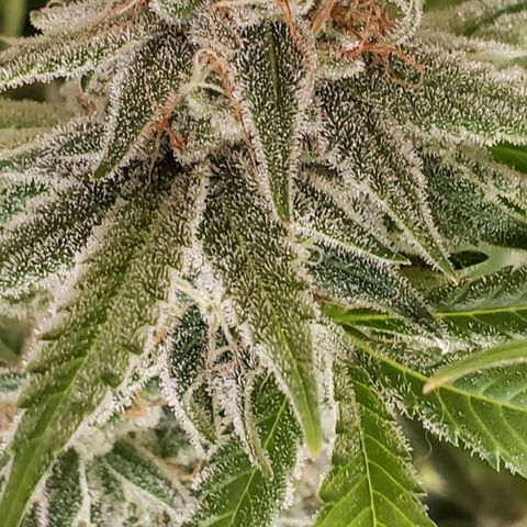 Hot Mess growlog timeline photo