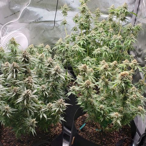 T-Dub (Trainwreck Heirloom) growlog timeline photo