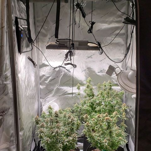 T-Dub (Trainwreck Heirloom) growlog timeline photo