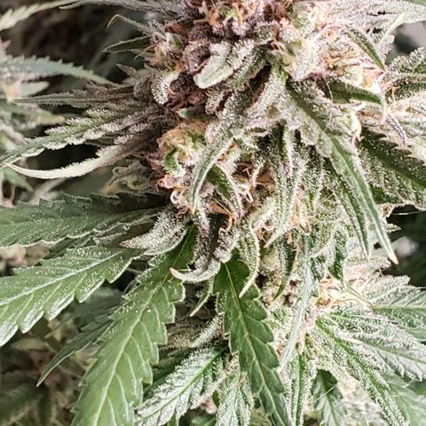 Girl Scout Cookie Extreme growlog photo: Molasses and recharge 