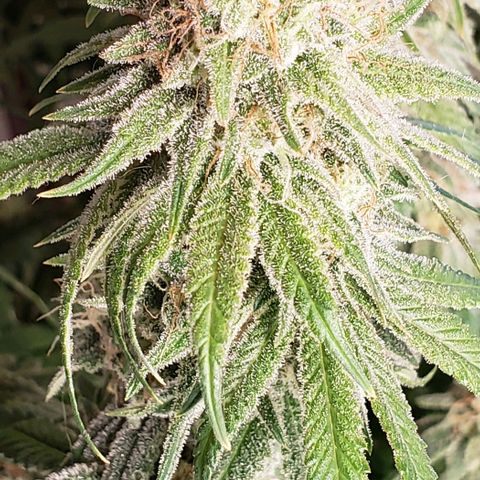 Trainwreck (Arcata cut) growlog photo: Molasses and recharge 