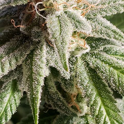 Hot Mess growlog photo: Molasses and recharge 
