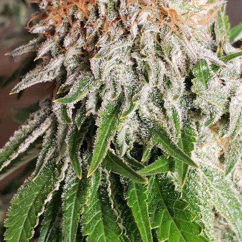 T-Dub (Trainwreck Heirloom) growlog photo: Molasses and recharge 