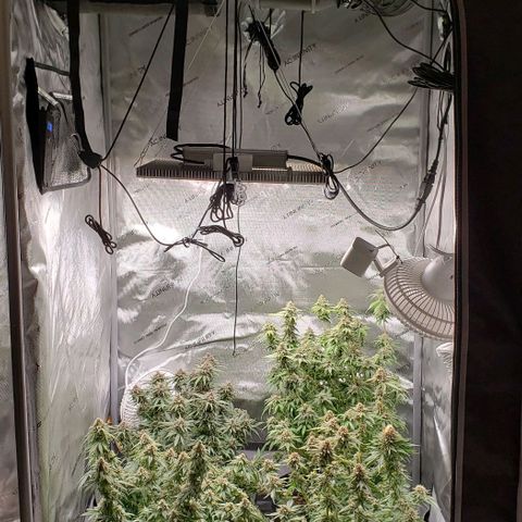 T-Dub (Trainwreck Heirloom) growlog timeline photo