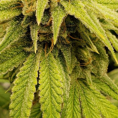 Trainwreck (Arcata cut) growlog photo: No amber