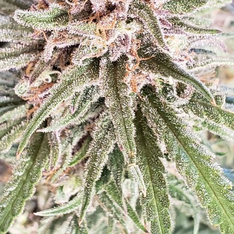 Girl Scout Cookie Extreme growlog photo: 10% amber