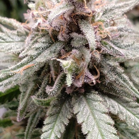 Girl Scout Cookie Extreme growlog timeline photo