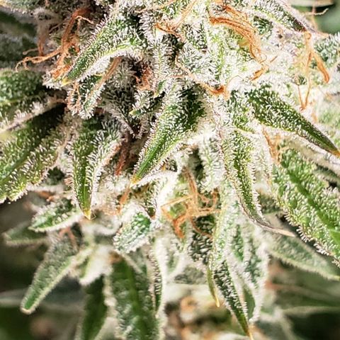 T-Dub (Trainwreck Heirloom) growlog photo: <10% amber