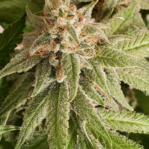 Hot Mess growlog photo: <10% amber
